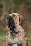 FILA BRASILEIRO 191